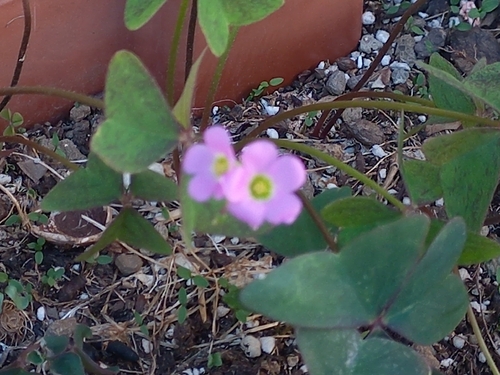 Garden pink-sorrel
