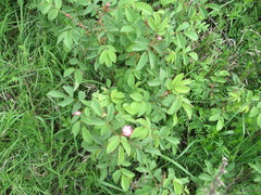 Rosa marginata