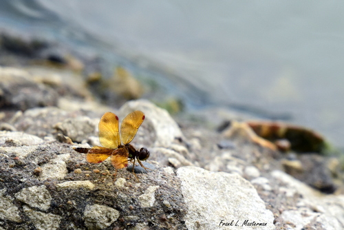 Eastern Amberwing