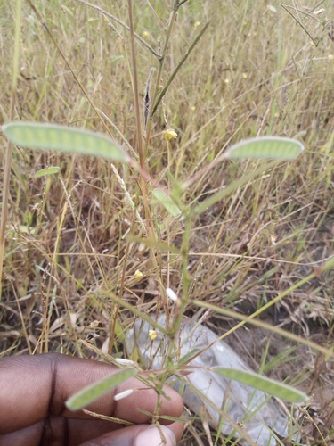 Chamaecrista mimosoides observed 2026-09-16