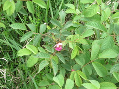 Rosa marginata