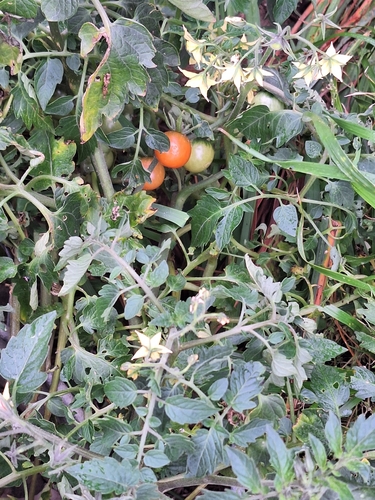 tomato