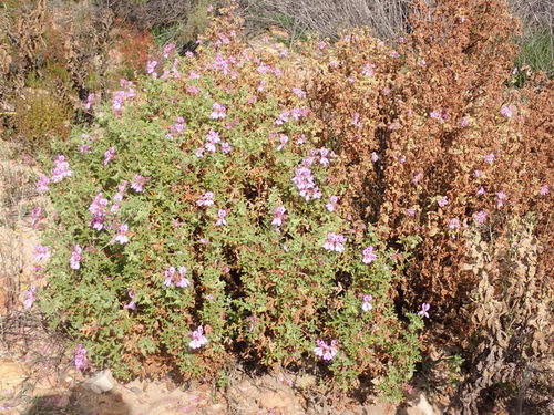 Pelargonium quercifolium, photograph 5