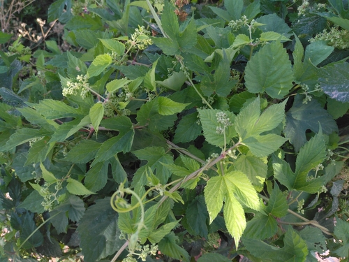common hops