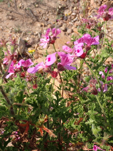 Pelargonium quercifolium, photograph 4