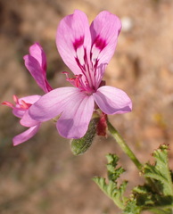 Pelargonium quercifolium, photograph (c) Nicola van Berkel, some rights reserved (CC BY-SA)