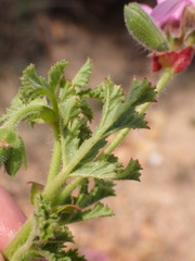 Pelargonium quercifolium, photograph (c) Nicola van Berkel, some rights reserved (CC BY-SA)