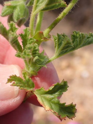 Pelargonium quercifolium