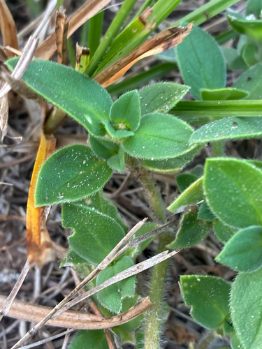 Richardia brasiliensis, photograph 3