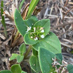 Richardia brasiliensis, photograph (c) Aubrey French, some rights reserved (CC BY)