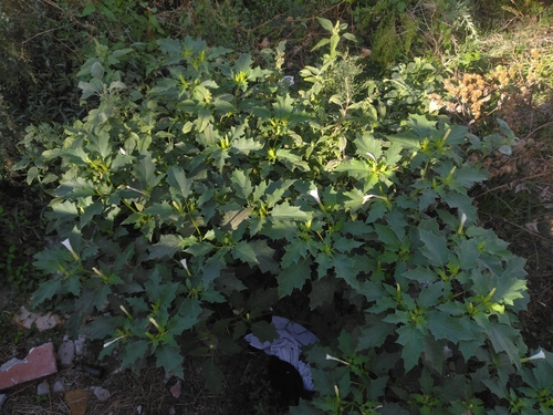 jimsonweed