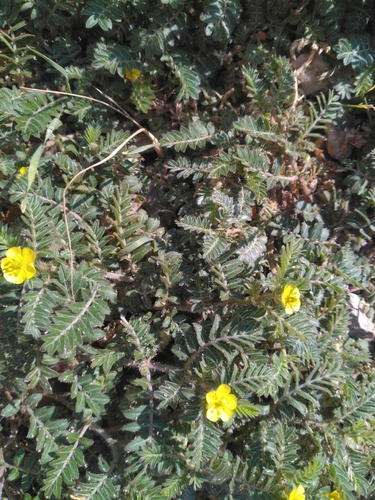 puncture vine
