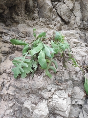 Crepidiastrum tenuifolium