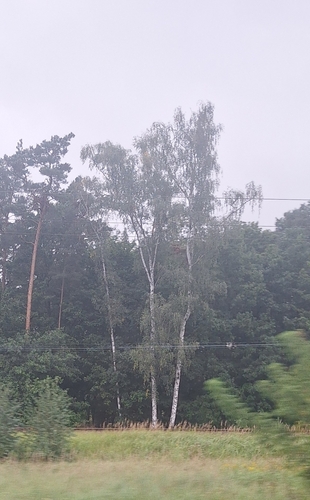 silver birch