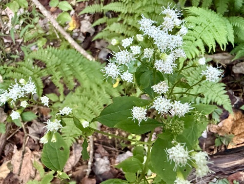 white snakeroot