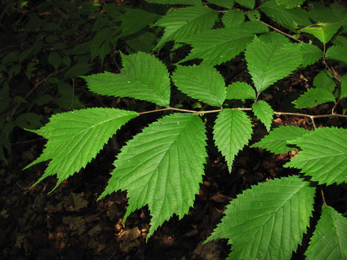 Ulmus laciniata observed 2026-08-06