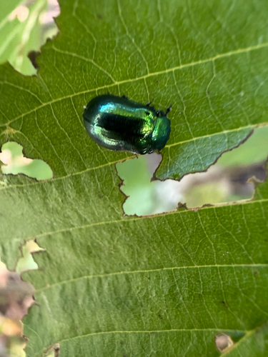 Plagiosterna aenea