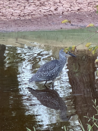 Yellow-crowned Night Heron