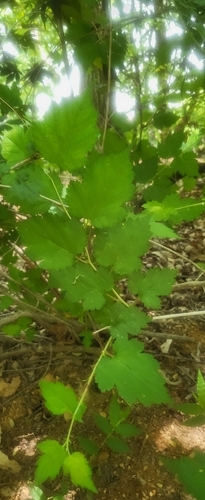 Neillia incisa observed 2026-09-16