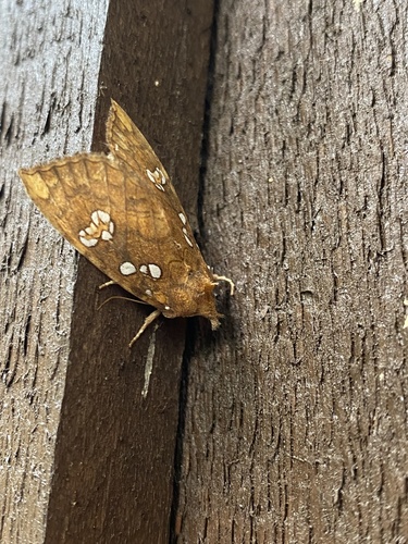 Ash Shoot Borer Moth