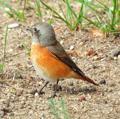Common Redstart