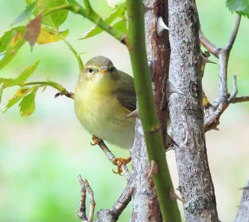 Willow Warbler