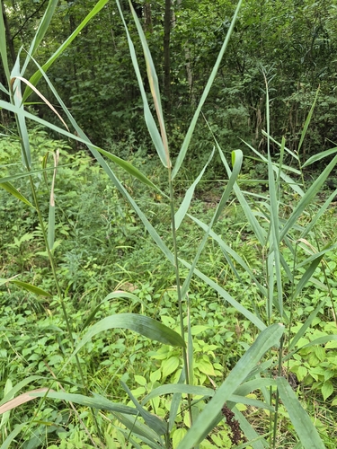 common reed