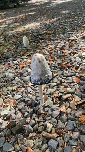 Shaggy Mane