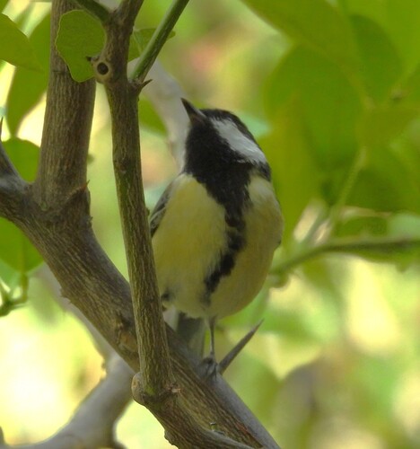 Great Tit