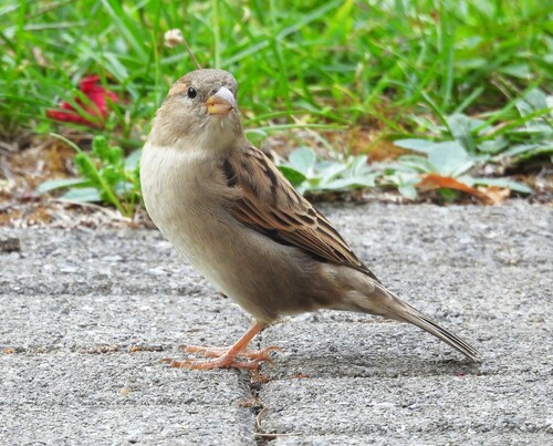 House Sparrow