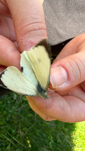 Large White