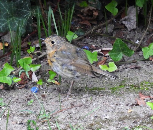 European Robin
