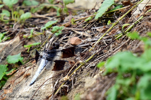 Common Whitetail