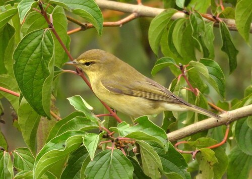 Willow Warbler