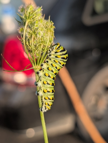 Eastern Black Swallowtail