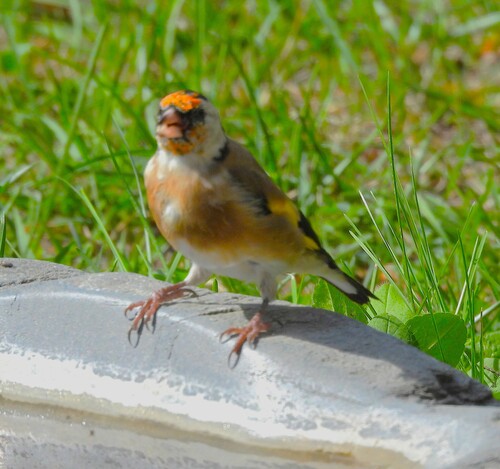 European Goldfinch
