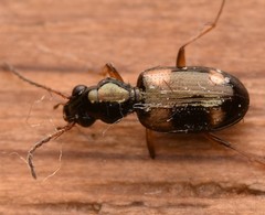 Bembidion quadrimaculatum