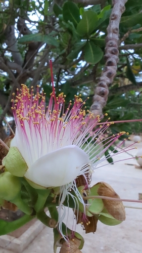 Fish Poison Tree