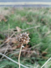 Allium vineale, photograph author not stated, no rights reserved