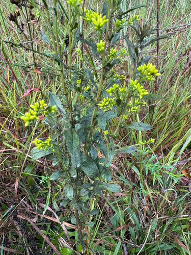 field goldenrod