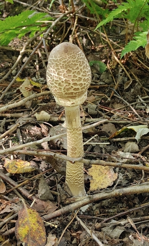 Parasol