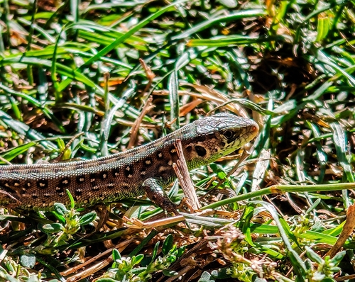Sand Lizard