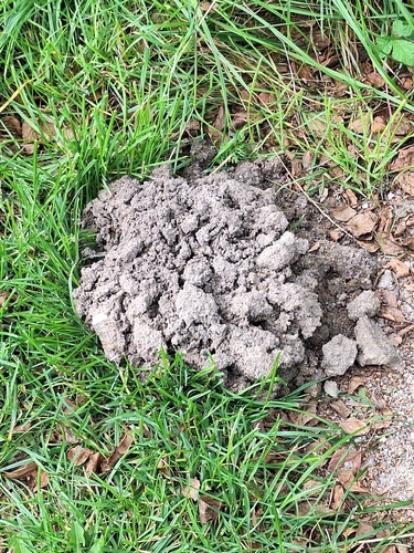 European Mole