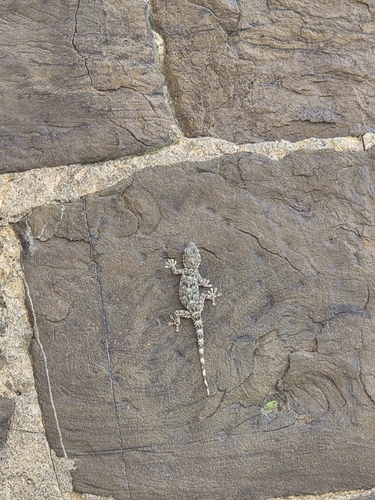 Moorish Gecko