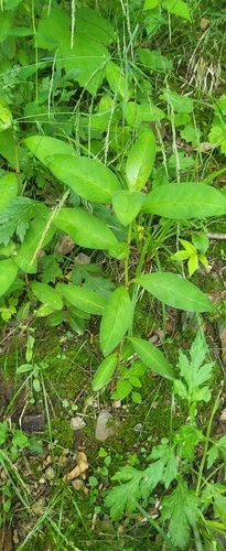 Lysimachia clethroides observed 2026-09-16