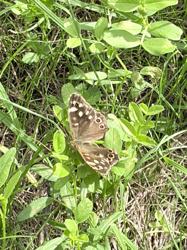 Speckled Wood