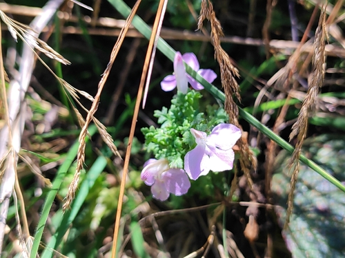 Common Lousewort
