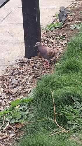 Feral Pigeon