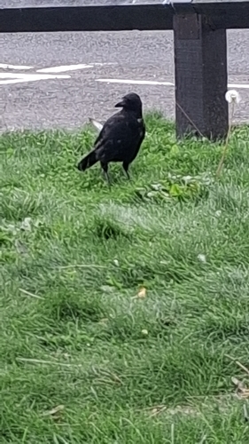 Carrion Crow