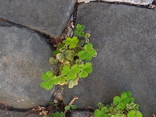 Creeping Woodsorrel